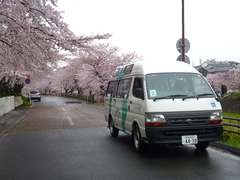 あいにくの雨でしたが、桜は満開♪
