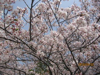 向山大池公園の桜は満開です。