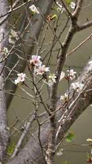 10月に桜が咲きました。かわいいですよ