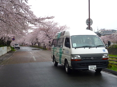 あいにくの雨でしたが、桜は満開♪
