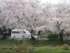 車の中から朝倉川の桜を見ました。