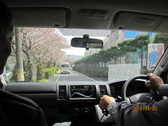 車の中からみる桜もきれいでした。