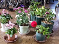 すこやか工房の方


かわいいお花をいつもありがとうございます