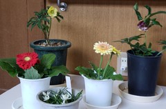 すこやか工房の方

かわいいお花をありがとうございます